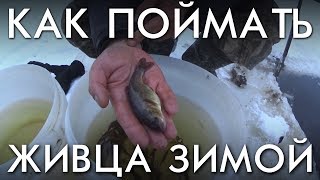 КАК ДОБЫТЬ ЖИВЦА ЗИМОЙ