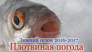 Ловля плотвы на безмотылку в декабре 2016. Зимний сезон 2016-2017 (Зарисовка "Грязи")