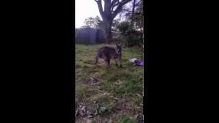 Mother & baby kangaroo reunion