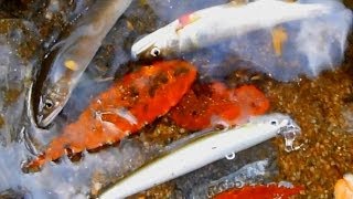 ルアーでの鮎の友釣り　初挑戦