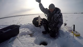 Ловля крупной плотвы и леща на Иртыше,щука на жерлицы в прилове.