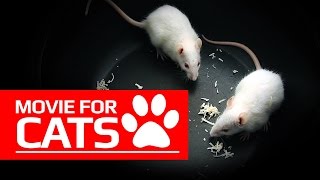 MOVIE FOR CATS - ? WHITE RATS (ENTERTAINMENT VIDEOS FOR CATS TO WATCH)