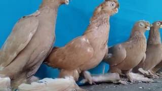 Узбекские голуби. Новатты. Тел.: +7(747)6541608.