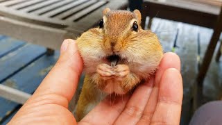 가장 앙증맞고 빵빵한 볼주머니를 가진 다람쥐 누리 The Most Adorable Pouches Are Chipmunk Nuri’s