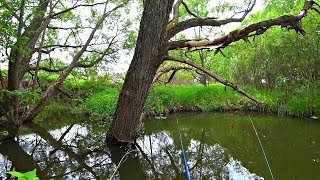 УЕХАЛ В ГЛУШЬ на РЫБАЛКУ, а вернулся с ГРИБАМИ | ПЕРВЫЕ ГРИБЫ 2019 | В гостях у БОБРА