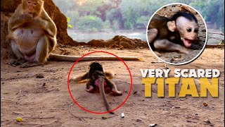 Why.... Why? Why Tara abandoned newborn monkey Titan on the ground like this? Titan very scared