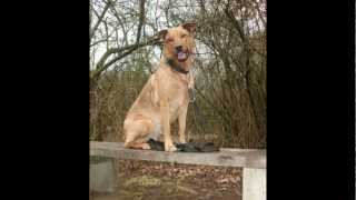 Maya Belg.-Malinois Mix (She doesnt Mind)