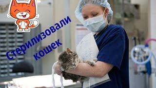?Везем кошек в клинику. Стерилизация.