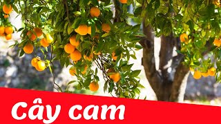Dạy bé học nhận biết cây cam tiếng việt | Dạy trẻ thông minh sớm