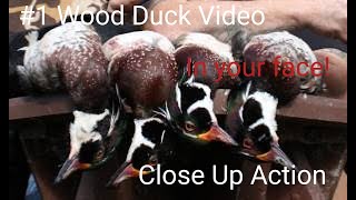 Wood Duck Hunt: Excellent!