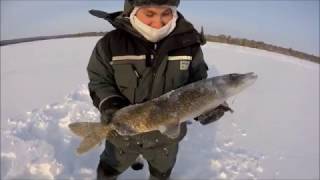 Ловля щуки на жерлицы на озере в ХМАО