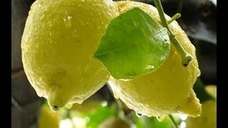 Limoncello ricetta originale - casaegiardino.it
