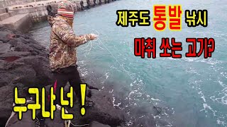 [초짜낚시] 사람을 죽인다는 물고기 !! 죽고싶지 않다면 절대 손대지 말것 ! 통발낚시 / Devils fish
