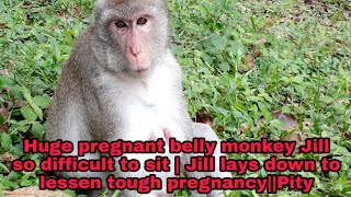 Huge pregnant belly monkey Jill so difficult to sit | Jill lays down to lessen tough pregnancy||Pity