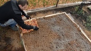 Посадка лука мостовым способом