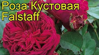 Роза кустовая Фальстаф (Falstaff). Краткий обзор, описание характеристик, где купить саженцы