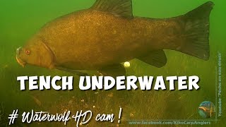 TENCH UNDERWATER VIDEO IN CLEAR WATER