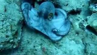 Octopus - Paradise Diving Center