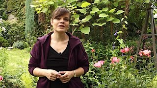 Садовый влог 21.07 / Как бороться с черной пятнистьстью и мучнистой росой на розах/ Голубые флоксы