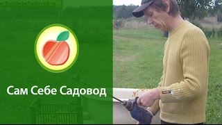 Питомник плодовых деревьев "с нуля". (2)