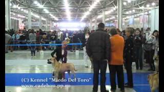 Eurasia 2011-day 1. Ca de bou/ка де бо. Чемпионы кобели/Champion class males