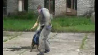 дрессировка, ротвейлер,  police dog training