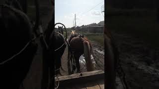 Обучение жеребца часть2