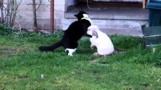 Кролик насилует кошку