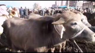 تقرير عن اسعار الجموس العشر والوالد والقينيه سوق كفر الشيخ اليوم 23 /1 /2020