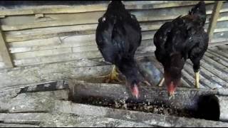 Eceng Gondok untuk Pakan Tambahan Ayam Kampung