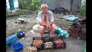 ПОДГОТАВЛИВАЕМ ЛУК К ХРАНЕНИЮ