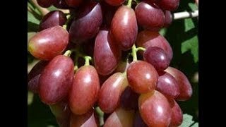 Виноград Малиновая заря и другие г. ф. селекции С. Криули. Плодоношение сеянцев
