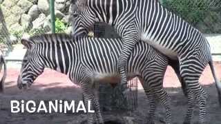 Amazing animal. Mystery of life