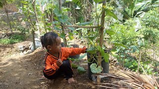 Cara Budidaya melon Di Pot Agar Berbuah Lebat