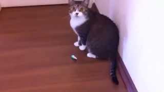 Melhor brinquedo para gatos - baratinha