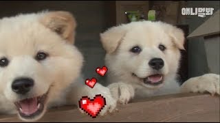 1년 전부터 애니멀봐 구독하신분이라면 아마 깜짝 놀랄겁니다ㅣ  How Loyal Dogs Behave When Their Owners Fall Into The Water?