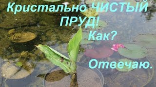 Кристально ЧИСТЫЙ ПРУД! Как? Отвечаю.