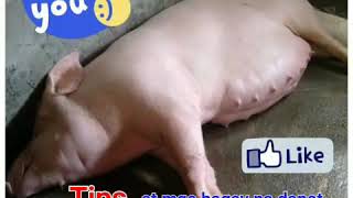Tips at mga bagay na dapat ihanda bago manganak ang inahing baboy #inahingbaboy #usapangbaboy #biik