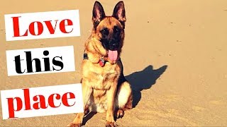 German Shepherd loves the Sand Dunes