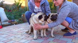 ?Неотразимый! Irresistible! Мопс и его невеста. Pug and his bride.