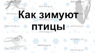 Как зимуют птицы - детская презентация