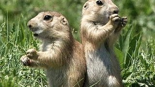 Суперспособности животных! СУПЕР СЛУХ!Документальные фильмы, фильмы про животных