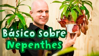 Como Cuidar de Nepenthes - Planta Carnivora