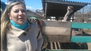 МЕНЯ УКУСИЛ СТРАУС
