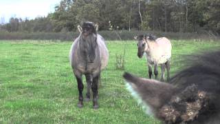 Konik foal in contact with dad the stallion