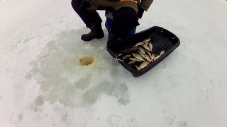 Ловля крупной красноперки,опарыш,мотыль,рвет мормышки,