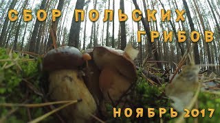 Сбор польских грибов в ноябре 2017
