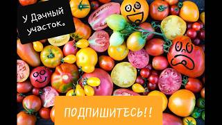скручиваются листья томатов