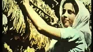 The history of tobacco