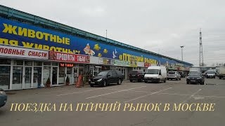 Птичий рынок в Москве